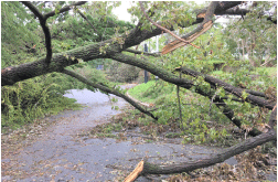 台風被害で木が折れている様子